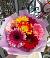 Букет цветов из: Герберы в Иволгинске